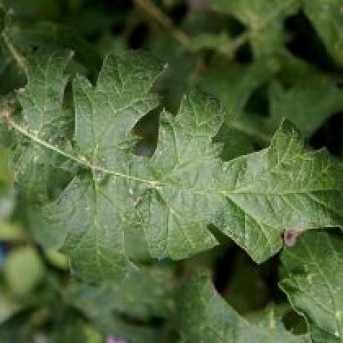 Где чаще всего встречается Мордовник. Декоративные виды и сорта мордовника