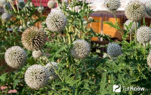 Мордовник шароголовый: агротехника для успешного медоносного хозяйства 05 Мордовник шароголовый: агротехника для успешного медоносного хозяйства 05