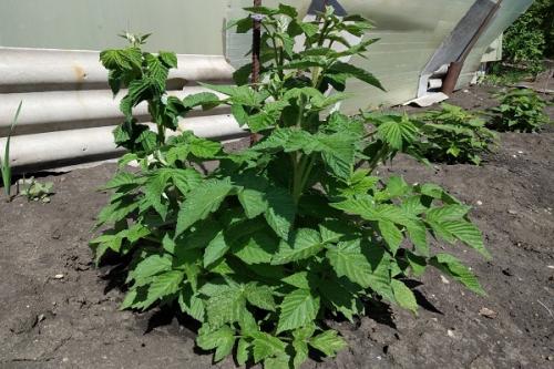 Можно ли сажать чеснок рядом с малиной. Соседи малины, с чем сажать рядом