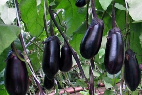 Чеснок и свекла на одной грядке. Совместные посадки: соседи для свеклы на грядке