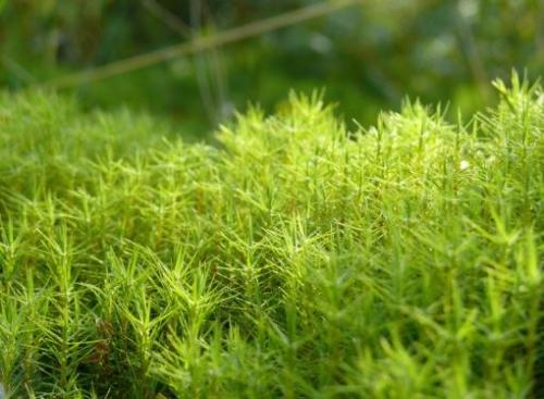 Как размножается кукушкин лен, как вы думаете. Как размножается кукушкин лен