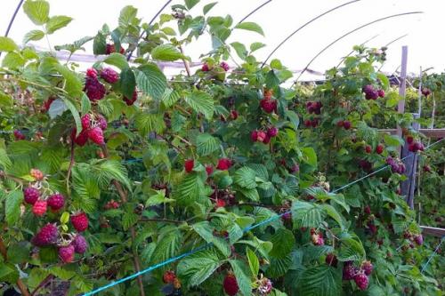 Можно ли сажать чеснок рядом с малиной. Соседи малины, с чем сажать рядом