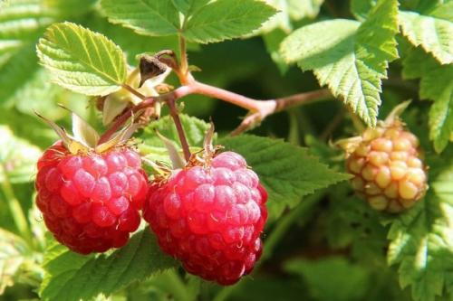 Можно ли сажать чеснок рядом с малиной. Соседи малины, с чем сажать рядом
