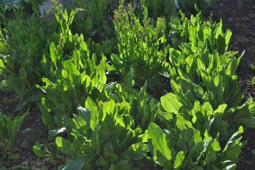 Можно ли сажать чеснок рядом с малиной. Соседи малины, с чем сажать рядом