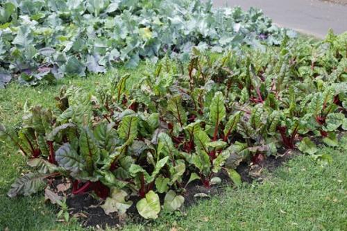 Чеснок и свекла на одной грядке. Совместные посадки: соседи для свеклы на грядке