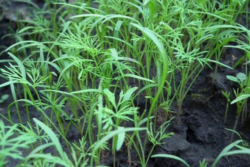 Можно ли сажать чеснок рядом с малиной. Соседи малины, с чем сажать рядом