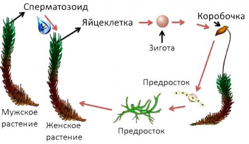 Размножение мхов и папоротников. Вопросы в конце параграфа