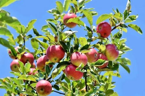 Можно ли сажать чеснок рядом с малиной. Соседи малины, с чем сажать рядом