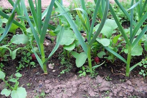 С чем нельзя сажать чеснок. Соседи чеснока на огороде