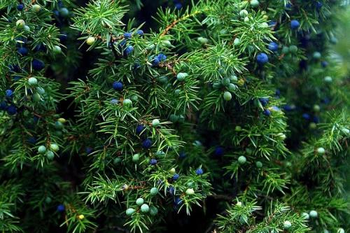 Можно ли сажать чеснок рядом с малиной. Соседи малины, с чем сажать рядом