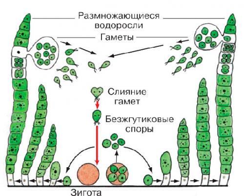 Размножение мхов и папоротников. Вопросы в конце параграфа