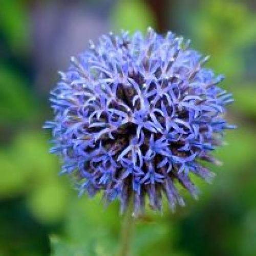 Как часто поливать рассаду мордовника. Декоративные виды и сорта мордовника