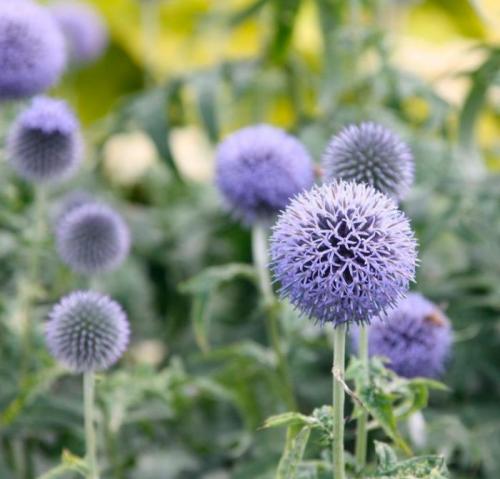 Описание и агротехника шароголового мордовника. Особенности мордовника