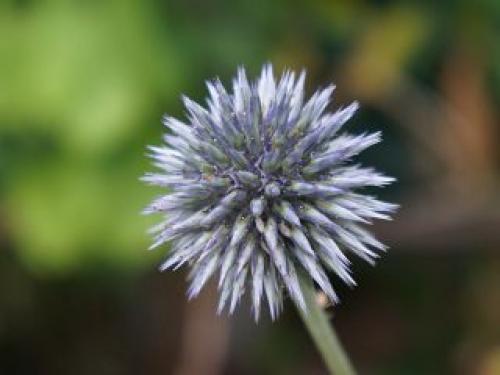 Сколько света нужно мордовнику при выращивании из семян. Почему мордовник набирает популярность?