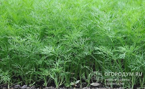 Что посадить после чеснока. Что посадить сразу после уборки урожая