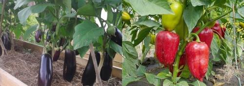 Что посадить после чеснока на следующий год. Основные правила севооборота