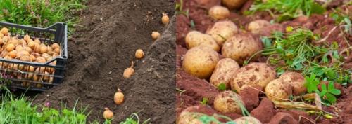 Что посадить после чеснока на следующий год. Основные правила севооборота