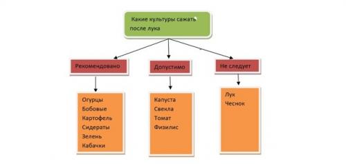 Что посадить после чеснока на следующий год. Основные правила севооборота