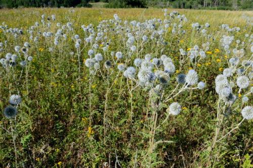 Мордовник Шароголовый 1 кг: Полезные Свойства и Витамины 25 Мордовник Шароголовый 1 кг: Полезные Свойства и Витамины 25
