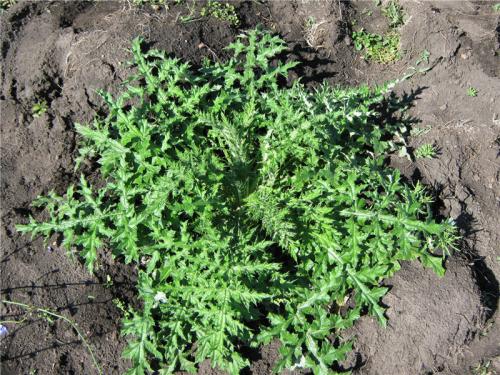 Каков вкус Мордовника шароголового. Мордовник Шароголовый