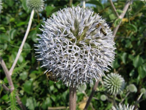 Каков вкус Мордовника шароголового. Мордовник Шароголовый