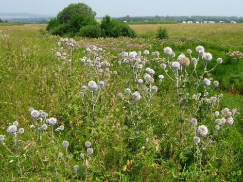 Каков вкус Мордовника шароголового. Мордовник Шароголовый