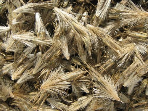 Каков вкус Мордовника шароголового. Мордовник Шароголовый