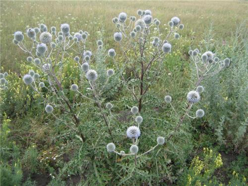 Каков вкус Мордовника шароголового. Мордовник Шароголовый