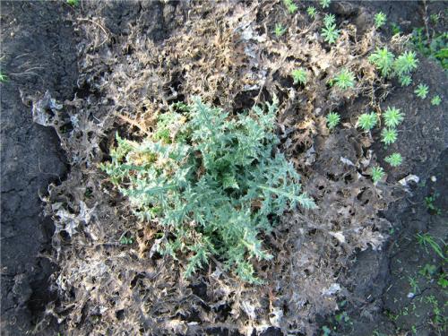 Каков вкус Мордовника шароголового. Мордовник Шароголовый