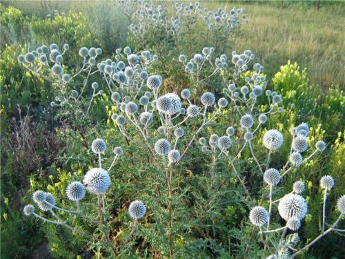 Каков вкус Мордовника шароголового. Мордовник Шароголовый