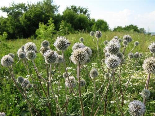 Каков вкус Мордовника шароголового. Мордовник Шароголовый