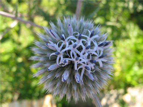 Каков вкус Мордовника шароголового. Мордовник Шароголовый