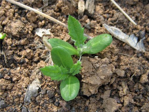 Каков вкус Мордовника шароголового. Мордовник Шароголовый