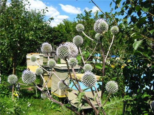 Каков вкус Мордовника шароголового. Мордовник Шароголовый