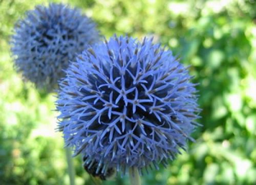 Мордовник Шароголовый 1 кг: Полезные Свойства и Витамины 29