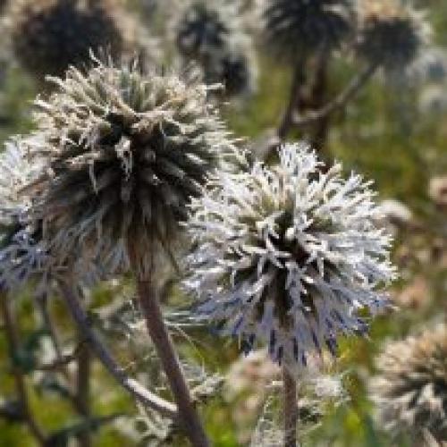 Что такое Мордовник Шароголовый. Декоративные виды и сорта мордовника