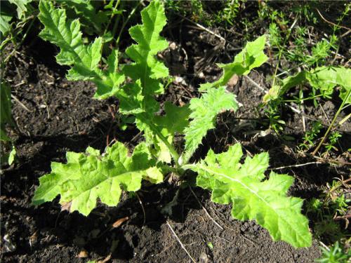 Каков вкус Мордовника шароголового. Мордовник Шароголовый