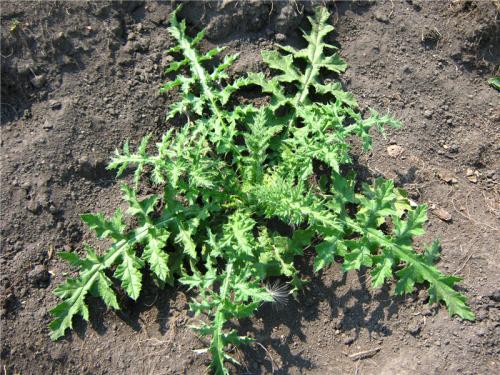 Каков вкус Мордовника шароголового. Мордовник Шароголовый