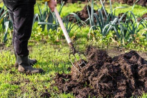 Под какие культуры можно вносить свежий навоз. Можно ли вносить навоз в почву
