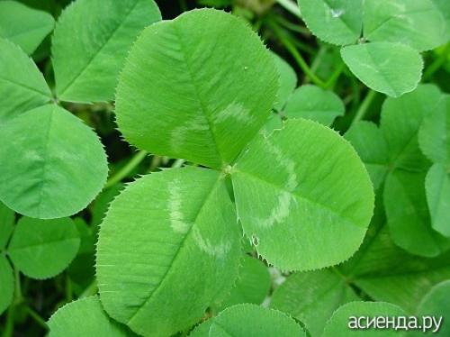 Стебель Клевера ползучего. Описание Гарантом многолетия Клевера ползучего является система корней, состоящая из главного стержневого корня и отходящих от него многочисленных придаточных корней.