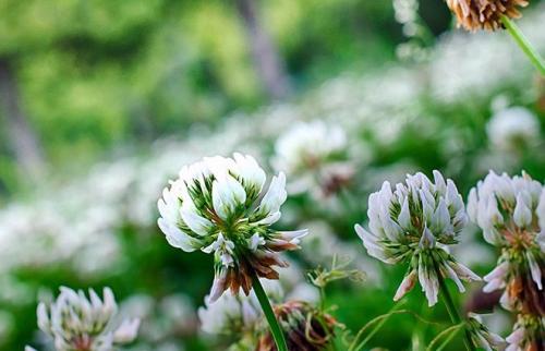 Клевер ползучий листья. Описание и фото Клевера ползучего