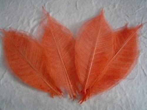 Почему лето считается отличным временем для заготовки материалов для творчества. Летние заготовки для творчества: скелетирование листьев