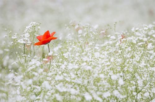 Гипсофила (жемчужница). Многолетняя гипсофила – посадка и уход в открытом грунте, фото сортов