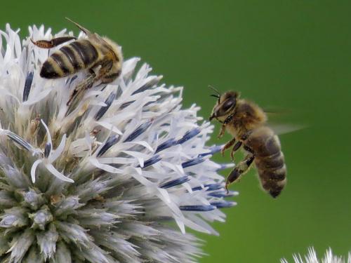 Как Мордовник шароголовый сравнится с другими опылителями, такими, как пчелы. Пчёлы на соцветиях мордовника шароголового