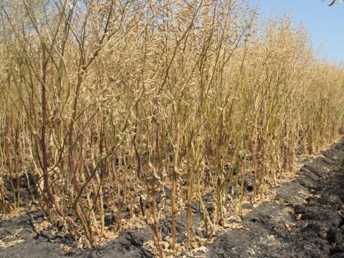 Черная горчица технология выращивания. Подбор для посева — крымский опыт выращивания горчицы 01 Черная горчица технология выращивания. Подбор для посева — крымский опыт выращивания горчицы 01