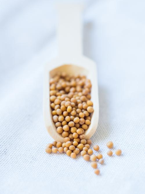 Черная горчица технология выращивания. Подбор для посева — крымский опыт выращивания горчицы 02 Черная горчица технология выращивания. Подбор для посева — крымский опыт выращивания горчицы 02