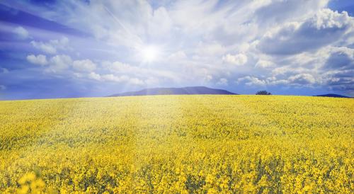 Черная горчица технология выращивания. Подбор для посева — крымский опыт выращивания горчицы 06 Черная горчица технология выращивания. Подбор для посева — крымский опыт выращивания горчицы 06