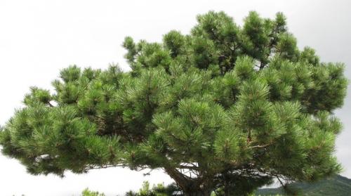 Крымская сосна в ландшафтном дизайне. Сосна крымская: описание и особенности выращивания