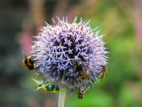 Какие ошибки чаще всего допускают при осеннем посеве мордовника. Декоративные виды и сорта мордовника
