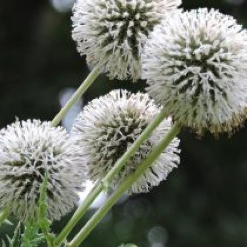 Какие ошибки чаще всего допускают при осеннем посеве мордовника. Декоративные виды и сорта мордовника